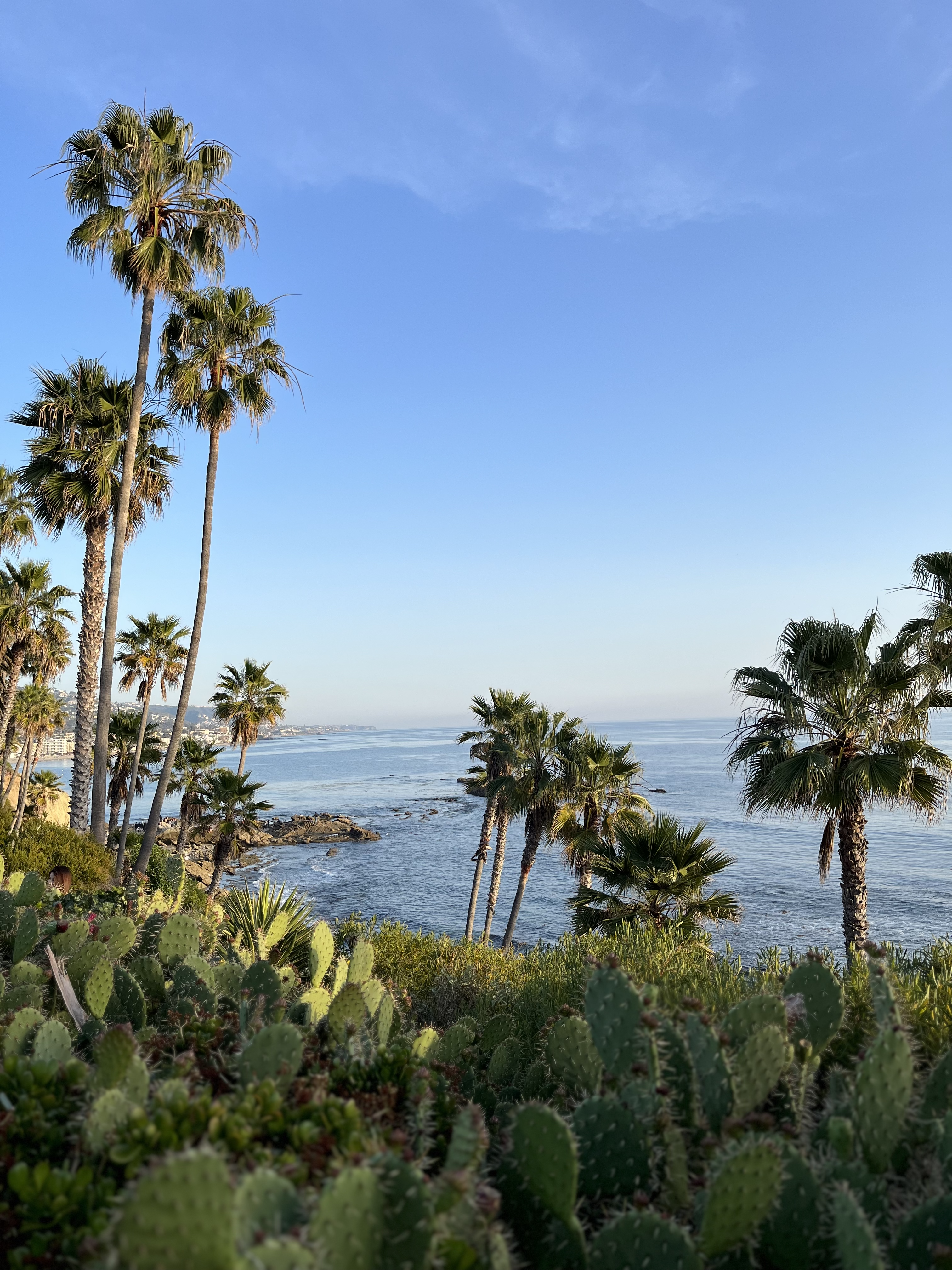 Scenic trees during an engagement session in Laguna Beach